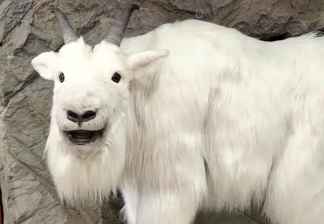 和田アキ子　命名マッシロー